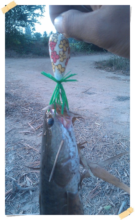 ของหวานปลาช่อน....