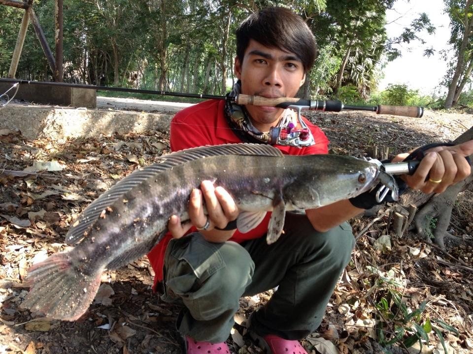 ชะโดซ่า บ่าพลัง