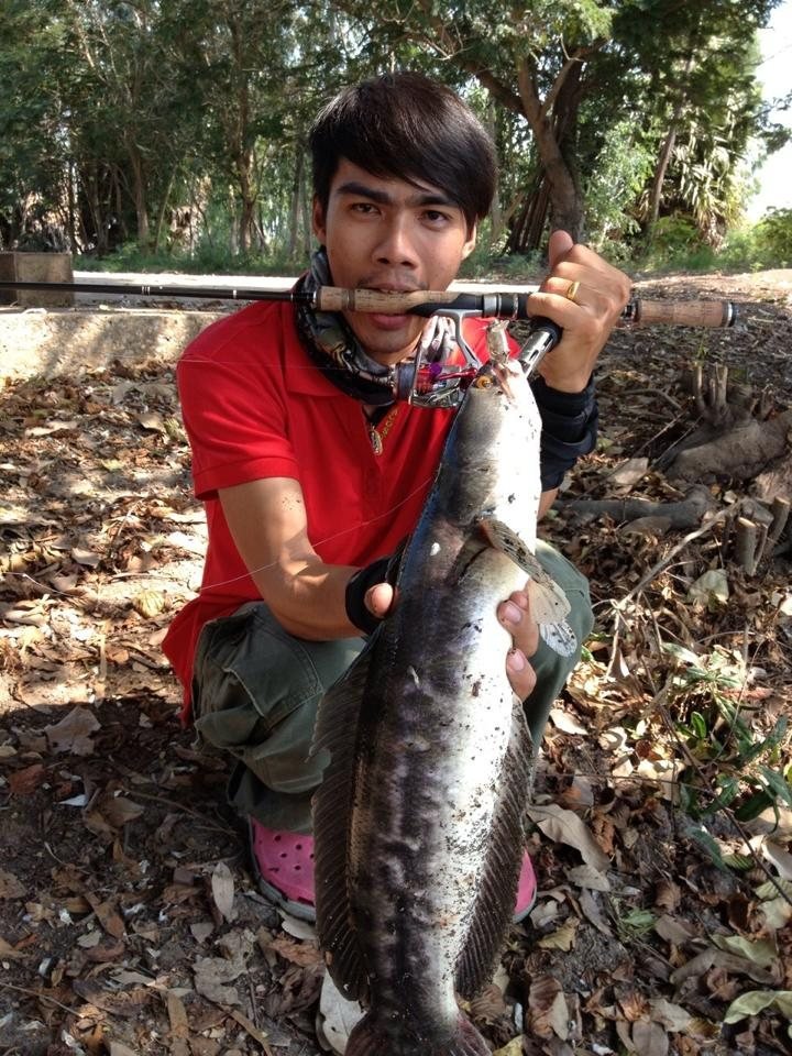 ชะโดซ่า บ่าพลัง