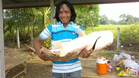 ปลาบึกบ่อโฟล์คซองหนองขนาก