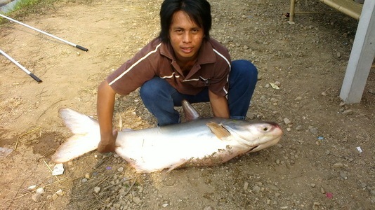 ปลาบึกบ่อโฟล์คซองหนองขนาก