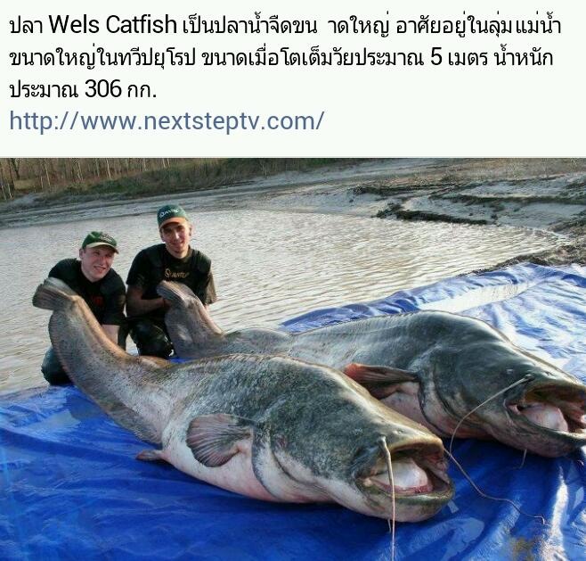 ปลา wels catfish ^^