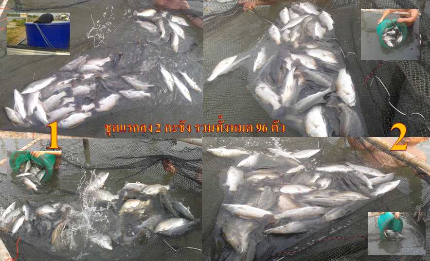 **อัพเดทลงปลาเพิ่มชุดใหญ่ครับ**กัดแน่นอน**แถมได้ของรางวัลกลับ 21-4-56