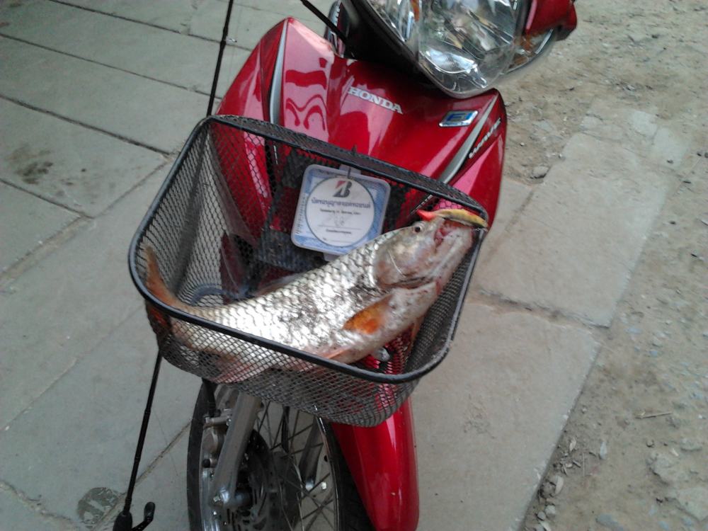 ปลาคลอง