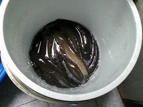 ไปtestกบกระโดดทำเองแถวคลองเปรม