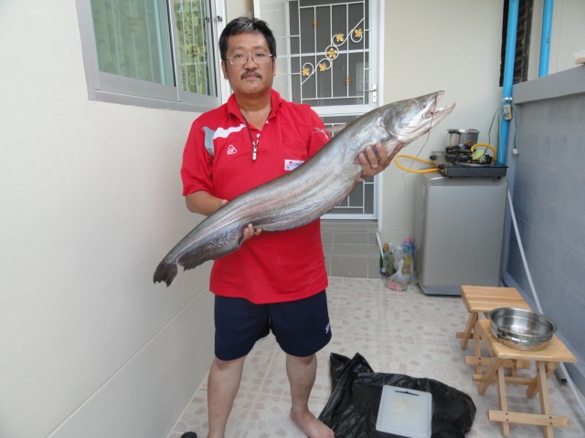 ทริปปลาคล้าว