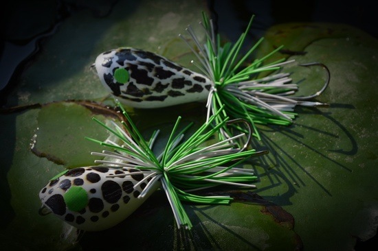 Little Frog  ฝากพิจารณาครับ