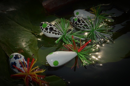 Little Frog  ฝากพิจารณาครับ