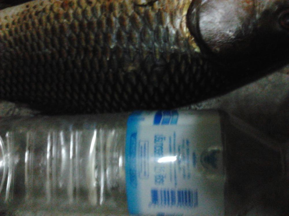 ยี่สกพอแกง