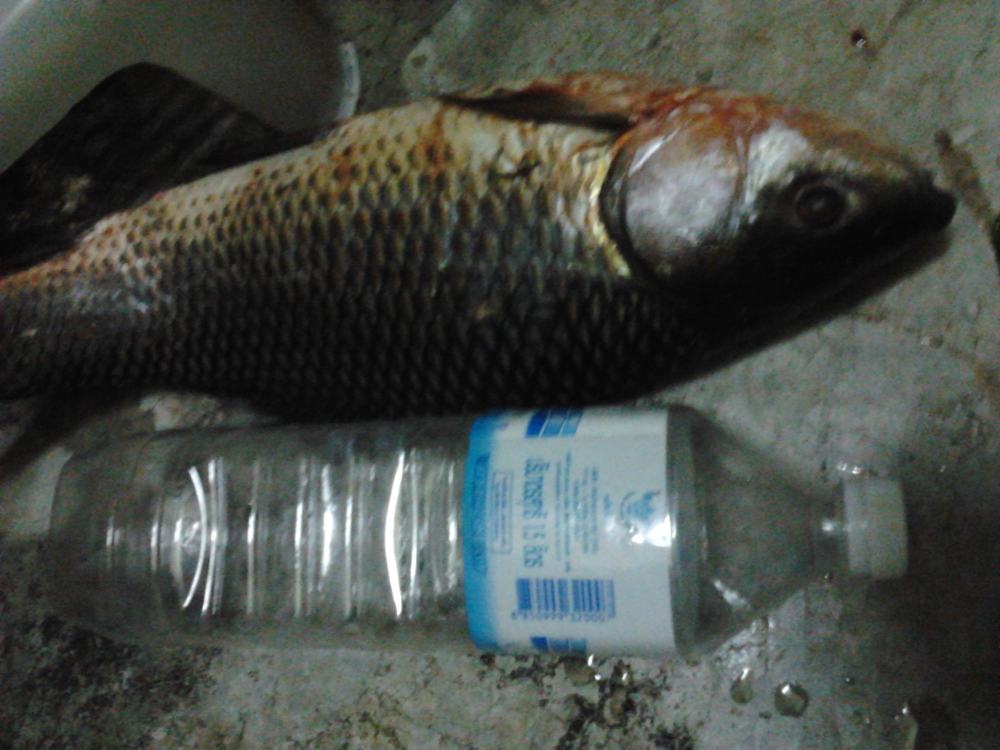 ยี่สกพอแกง