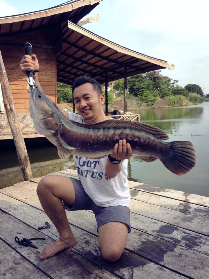 ชะโดยักษ์อ่างทอง