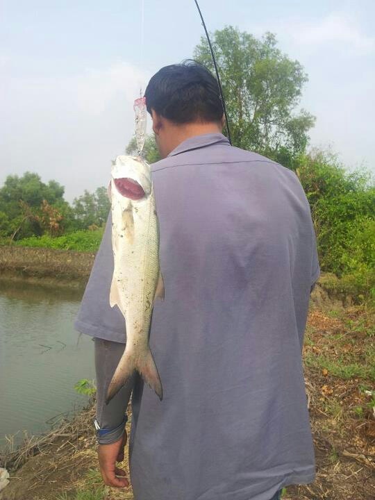 สากเทียนทะเลครับ