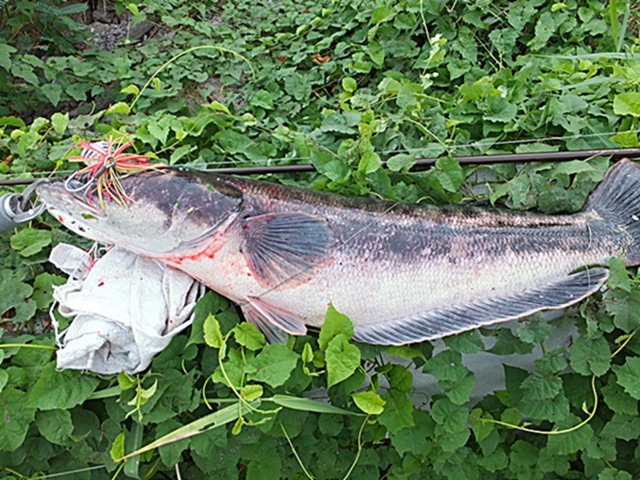 ชะโดป่า
