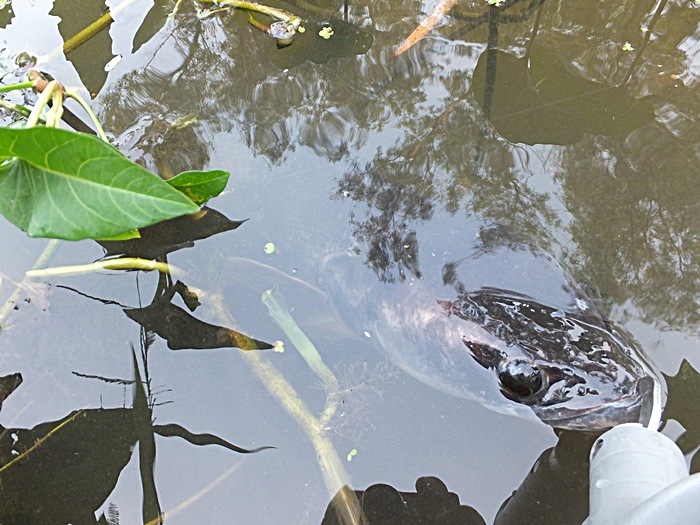 ชะโดป่า