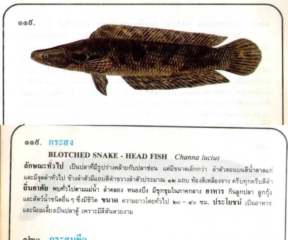 ขอมูลปลาไทย