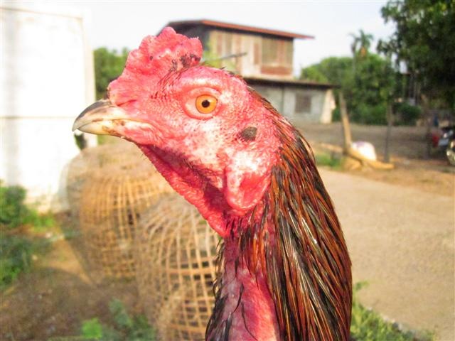 เพาะเองเล่นเอง (เฉพาะเพื่อนที่รักไก่ชน)