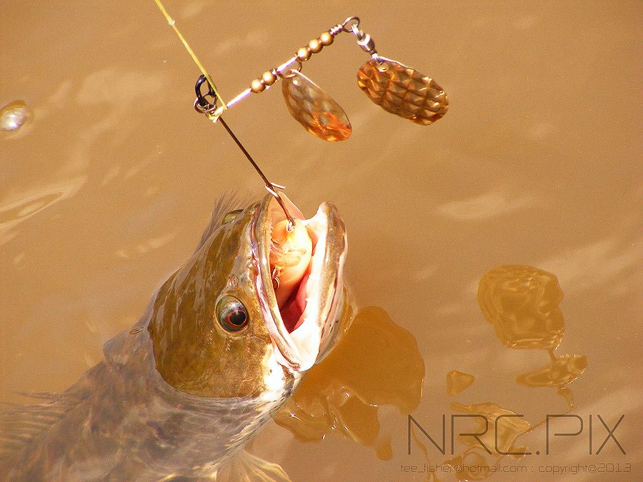 Spinnerbait เหยื่อนอกสายตาที่หลายคนมองข้าม