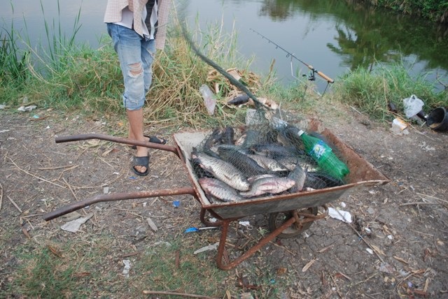 บ่อหนุ่มบางวัว(บ่อปลารวม ช่วงสงกรานต์ที่ 13,14-04-56