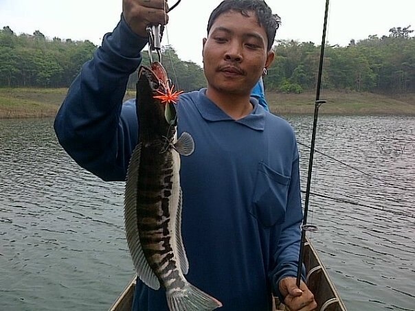 ชะโดตัวน้อย..การนะจ๊ะบุรี