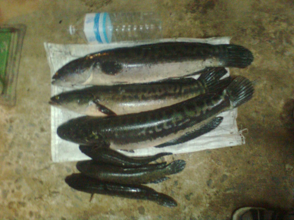ชะโดหนองอ้อ