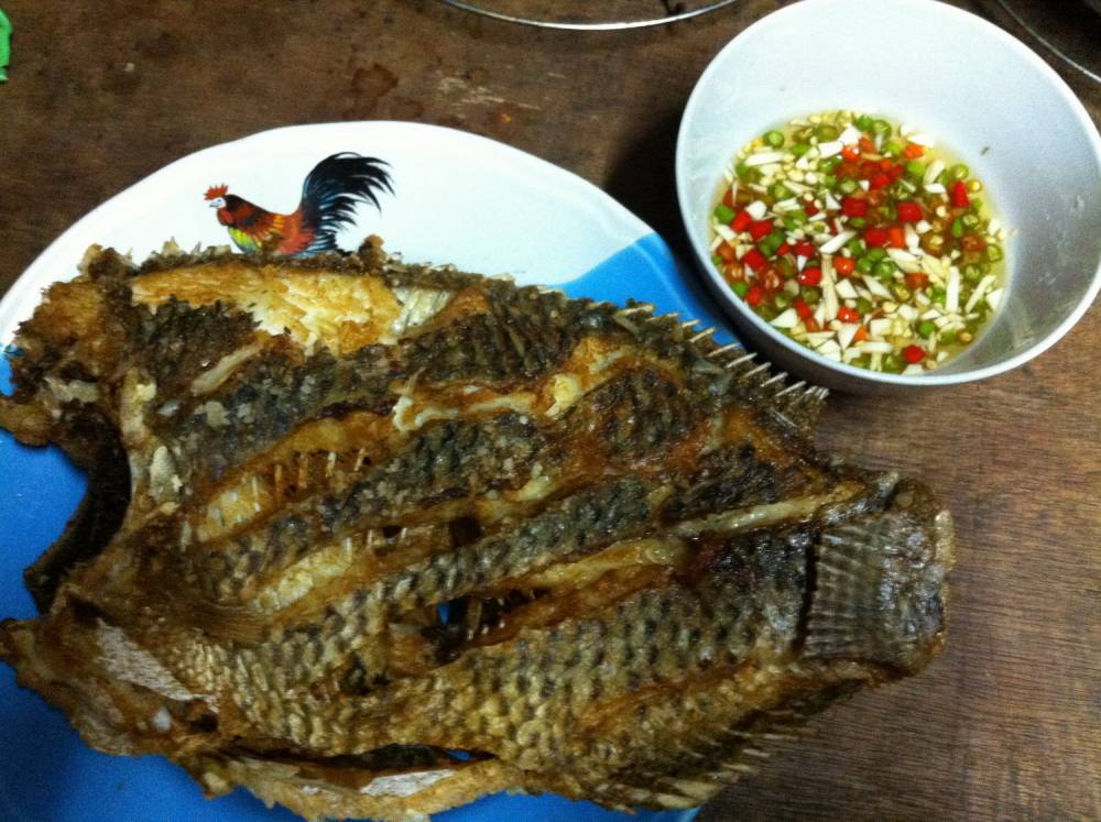 ปลานิล หลงทาง