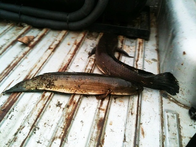 หัดเล่น texas rig