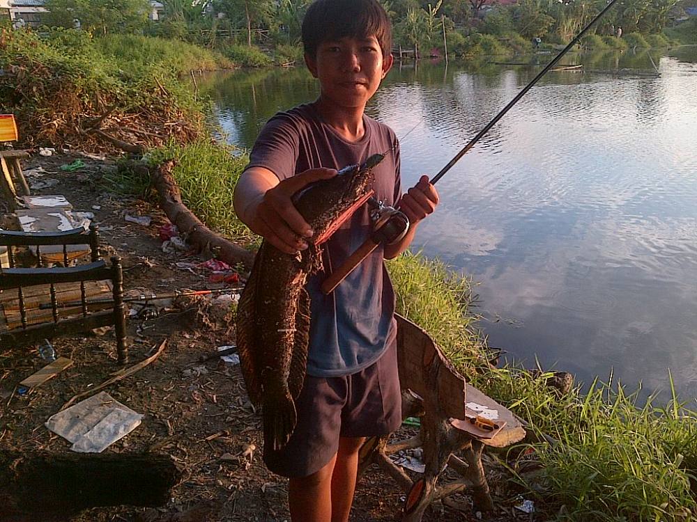 zz..ปลาช่อนเช้านี้ !!