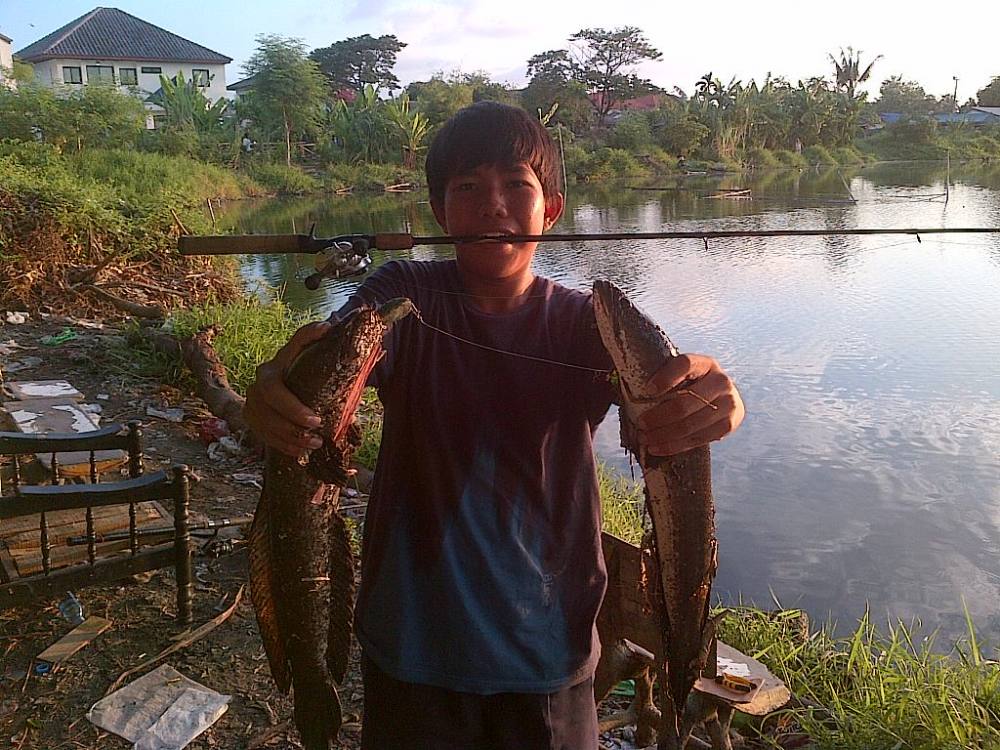 zz..ปลาช่อนเช้านี้ !!