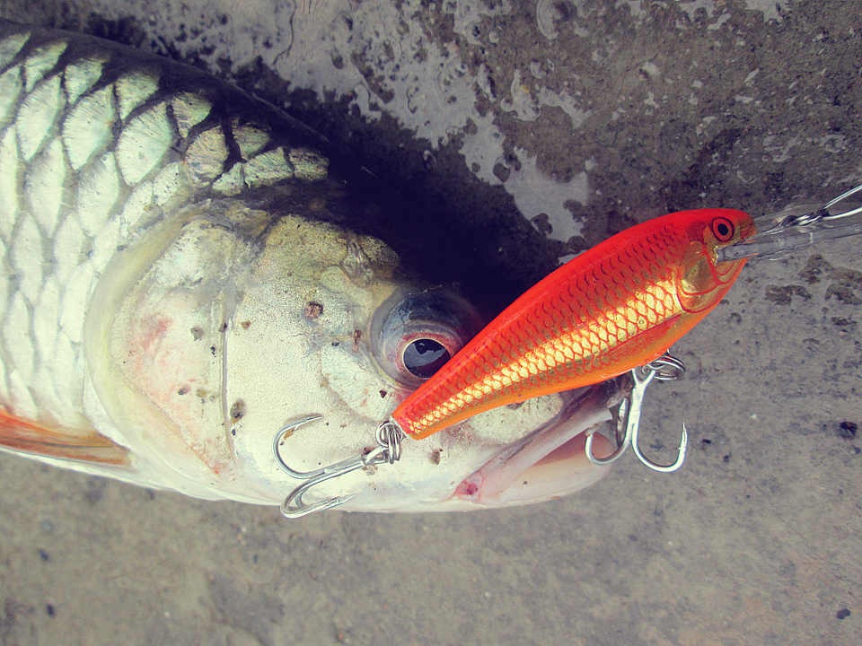 Rapala Shad rap Gf 5Cm กระสูบเห้นเเล้วอดใจไม่ไหว
