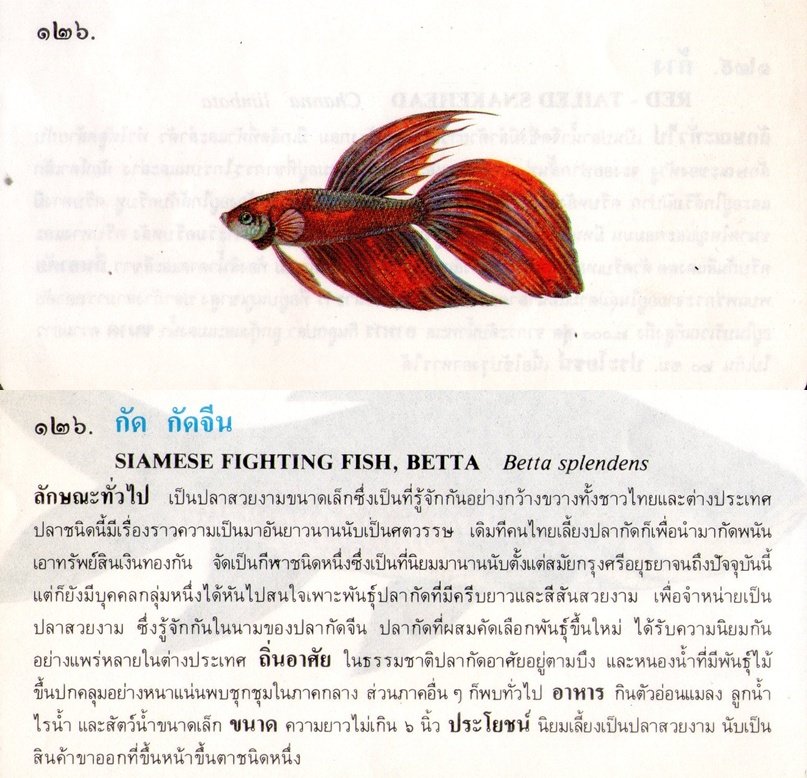 ขอมูลปลาไทย จากหนังสือ ภาพปลาและสัตว์น้ำของไทย โดยกรมประมง