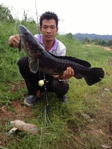 ชะโดภูเก็ต