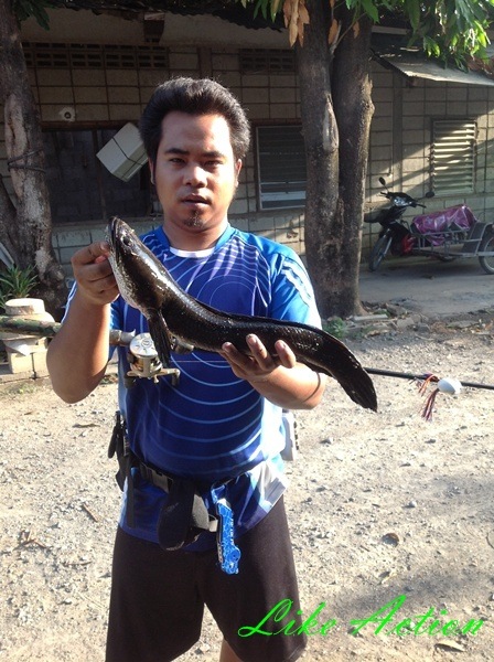 Like Action กับ ผลงาน ช่อนเช้าๆ