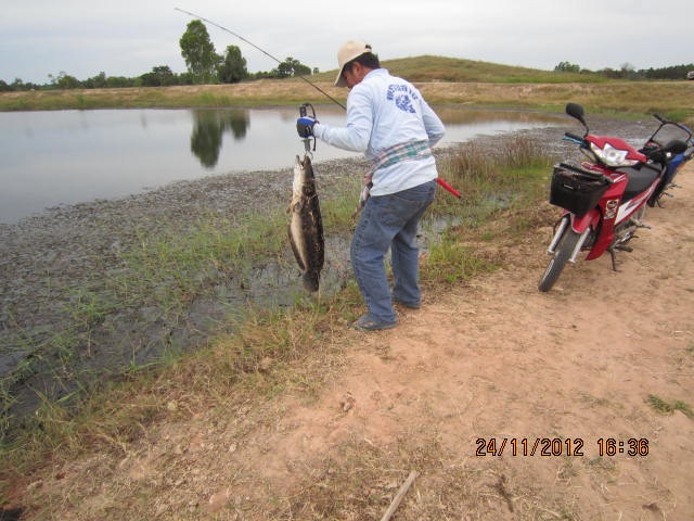 ...น้าน้าชาว SFC มัใครทำหมาปั๊กหายที่แก่งกระจานไหมครับ