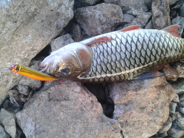 ลองส่งครับ...ปลื้นปล้อน กับ กระสูบสันเขื่อนประแสร์..ยามเช้า