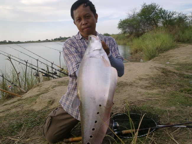 ปลากรายเจ้าเก่า....