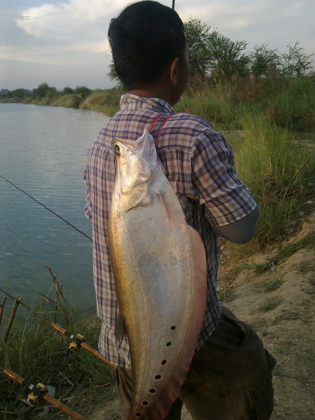 ปลากรายเจ้าเก่า....