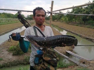 ชะโดโคราชตัวสุดท้ายน้ำมาแล้วย้ายหมายต่อไป