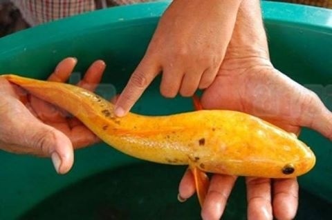 ปลาช่อนทอง