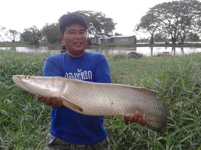 รวมๆ The Monster @บึงปลาบึก เสนาครับ