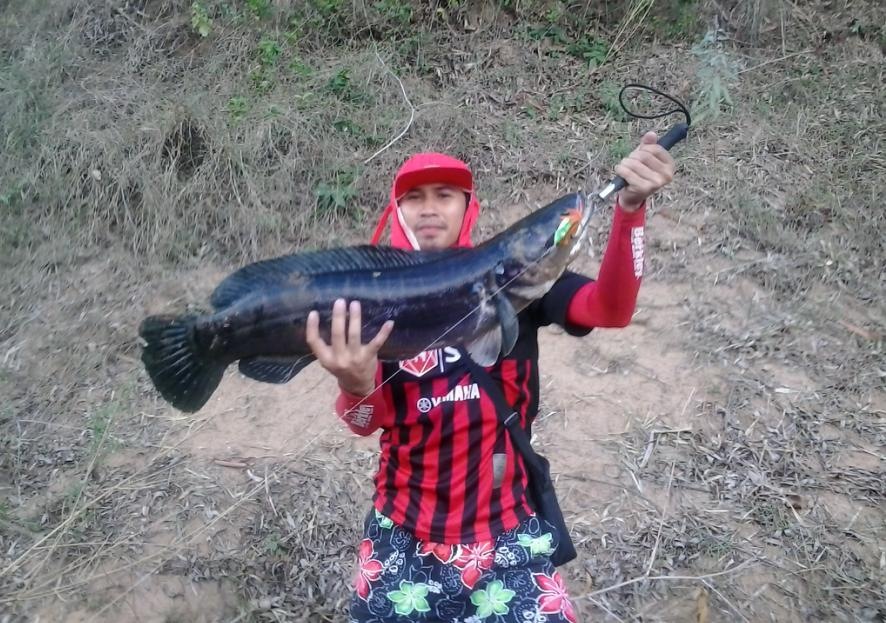 ชะโดวันหยุด By Kok fishing 