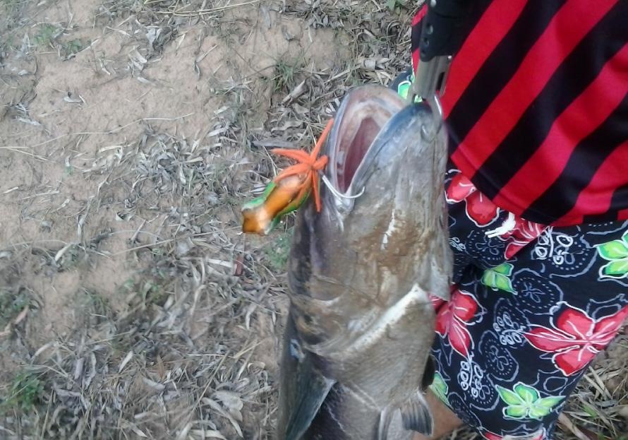 ชะโดวันหยุด By Kok fishing 