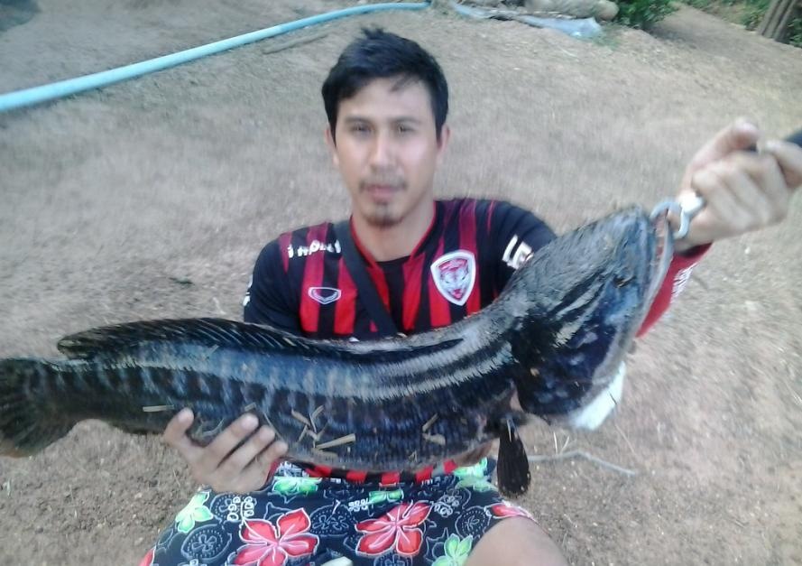 ชะโดวันหยุด By Kok fishing 