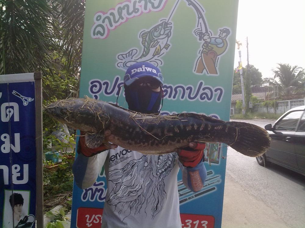 เช้าๆกับน้องโด