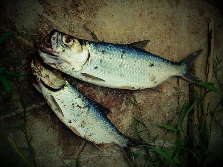 Rapala Skitter Pop 9cm