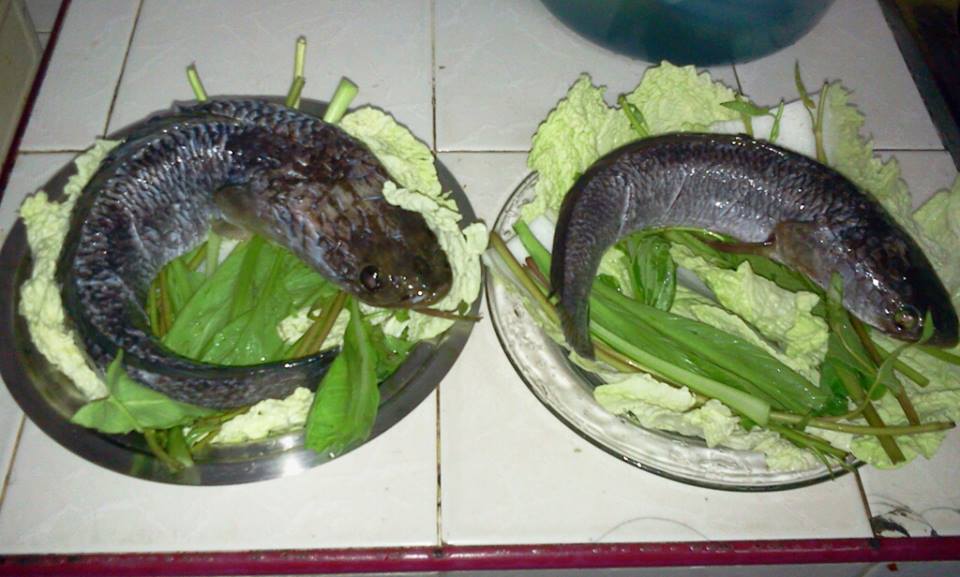 วันอาทิตย์ กับ ปลาช่อน 