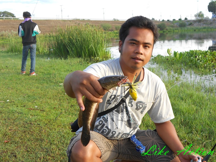 Like Action Frogs เอาเทส