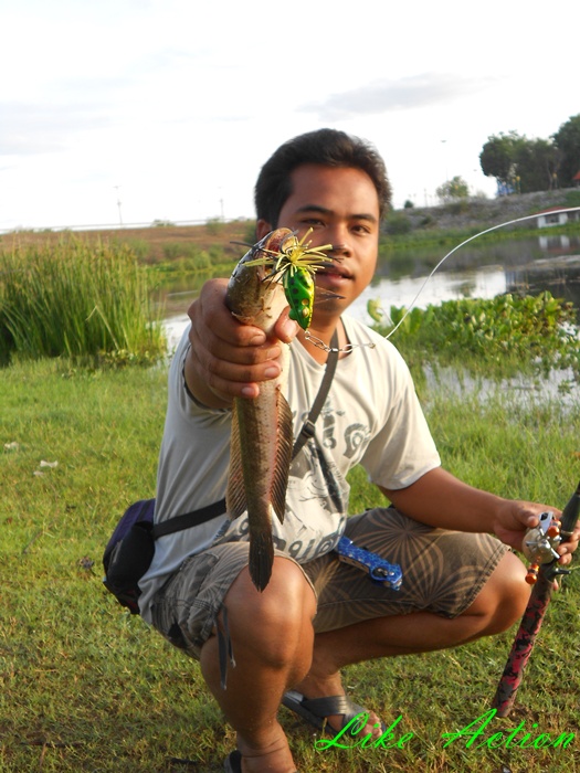 Like Action Frogs เอาเทส