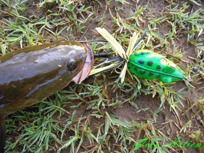 Like Action Frogs เอาเทส