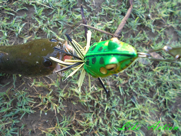 Like Action Frogs เอาเทส