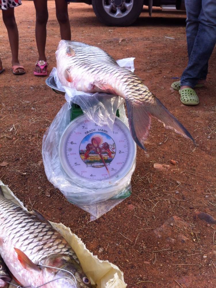 กระสูบเขื่อนปราณฯ